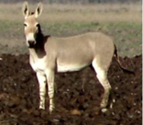  Equus africanus soma  lienisis         